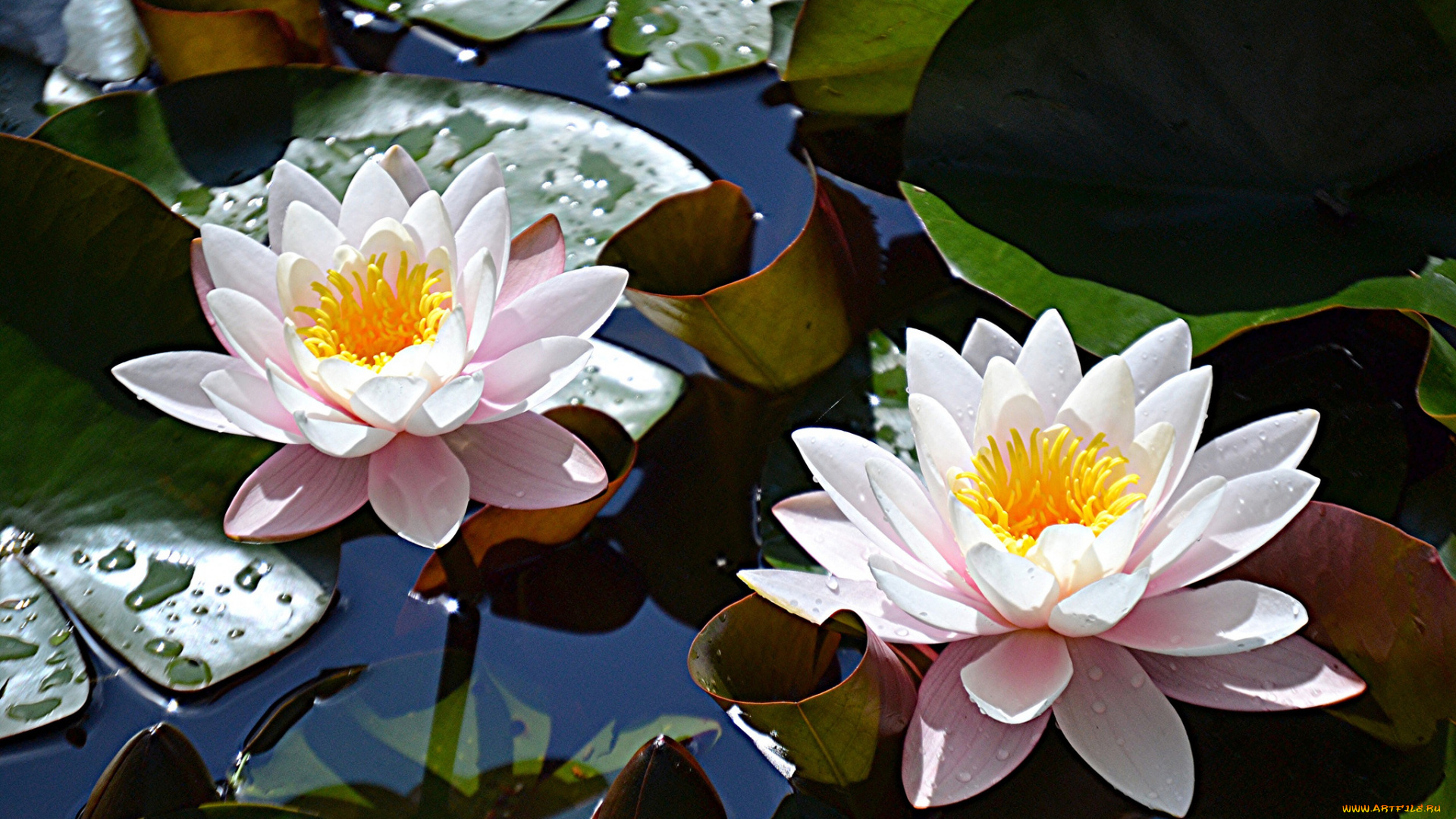 цветы, лилии, водяные, , нимфеи, , кувшинки, водяные, лилии, листья, озеро