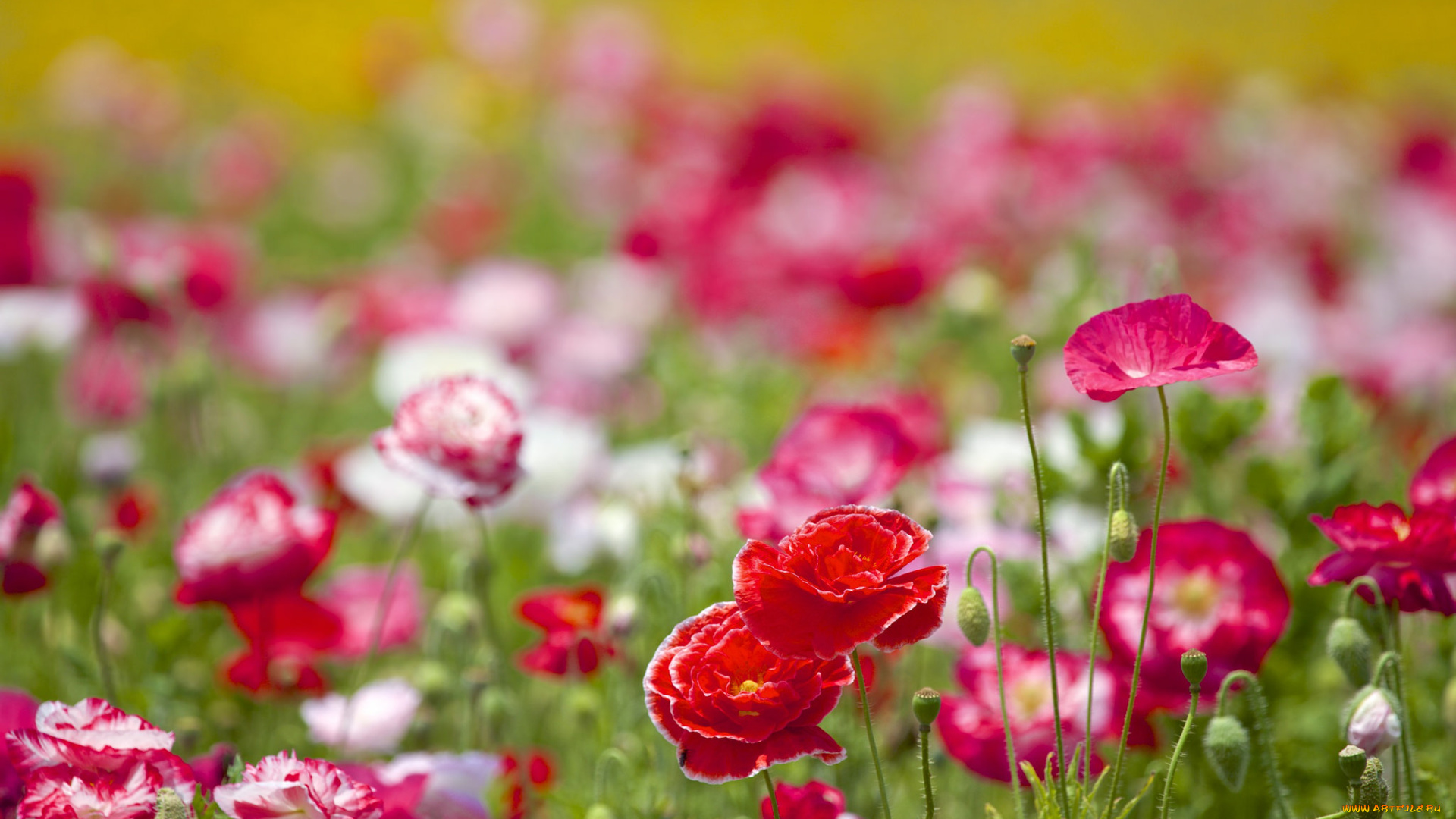 цветы, маки, луг