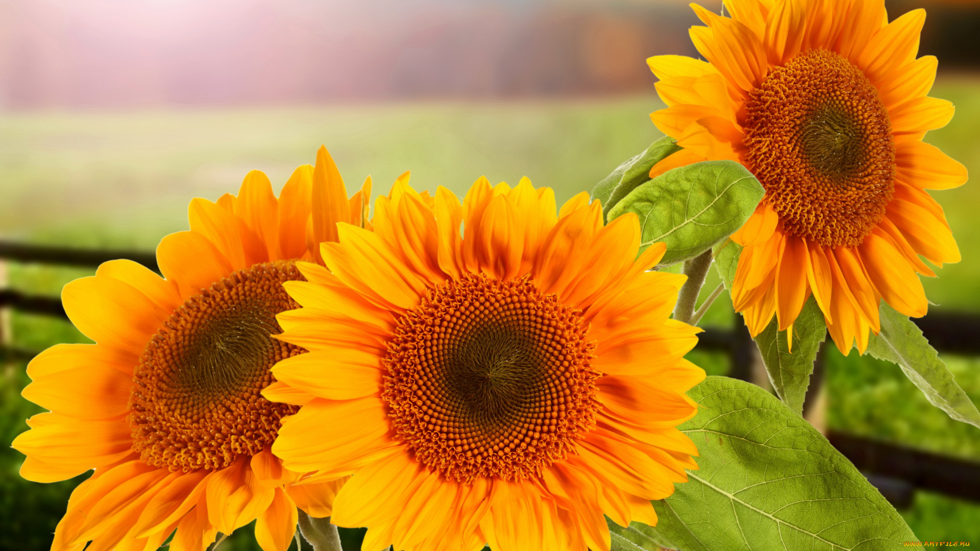 цветы, подсолнухи, крупный, план, три