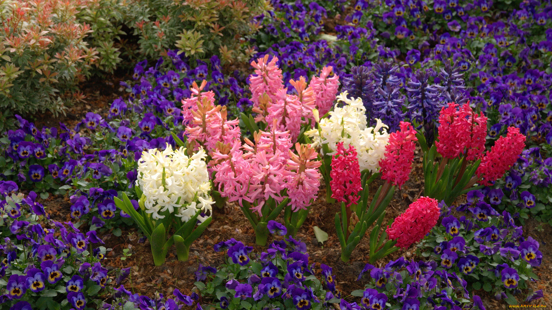 цветы, разные, вместе, нидерланды, парк, анютины, глазки, гиацинты