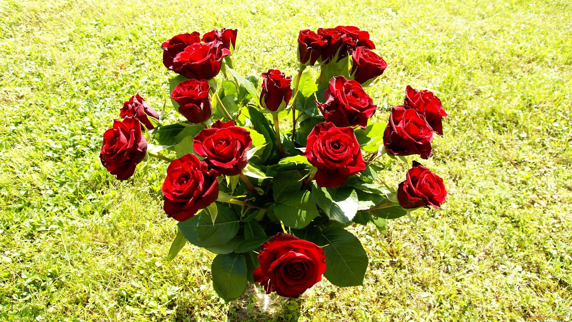 цветы, розы