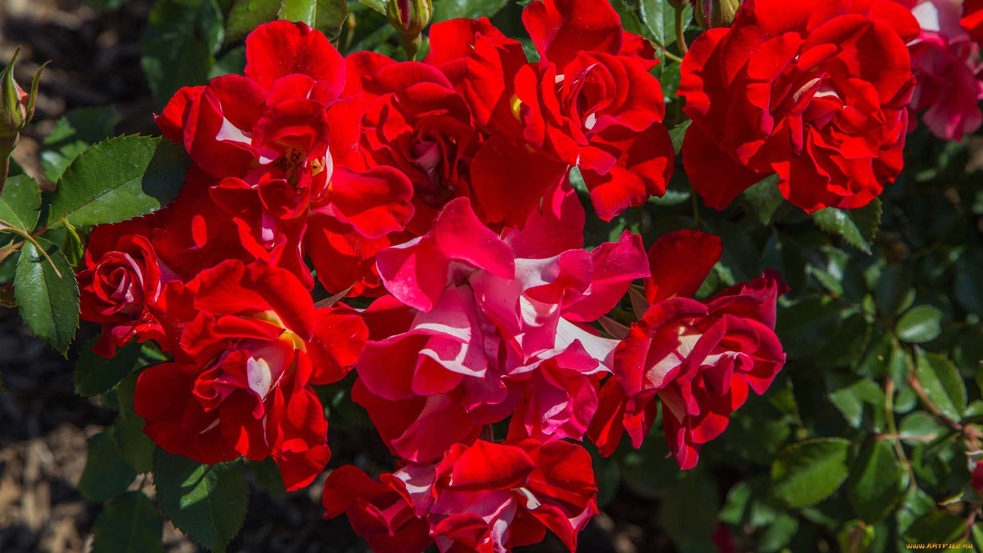 цветы, розы, куст, чайные, красный