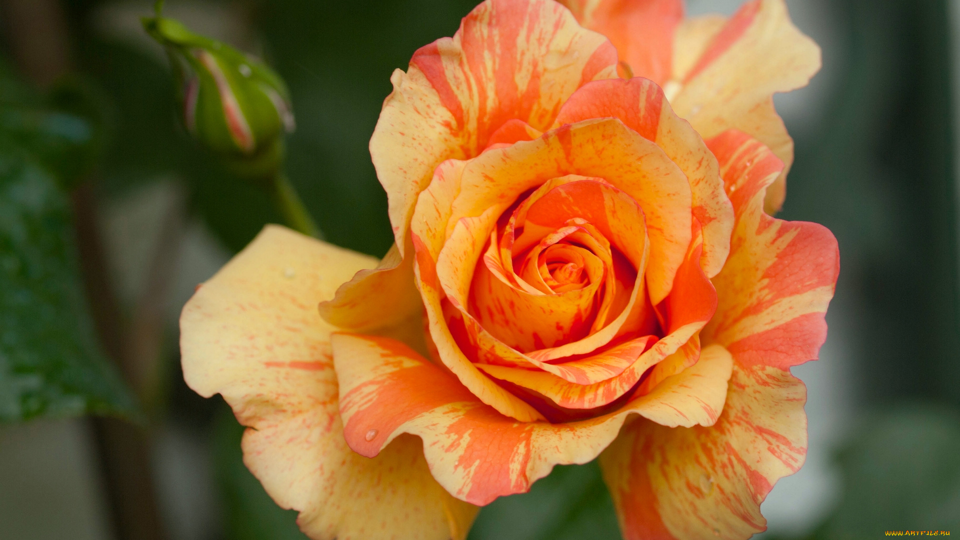 цветы, розы, роза, макро, лепестки, бутон