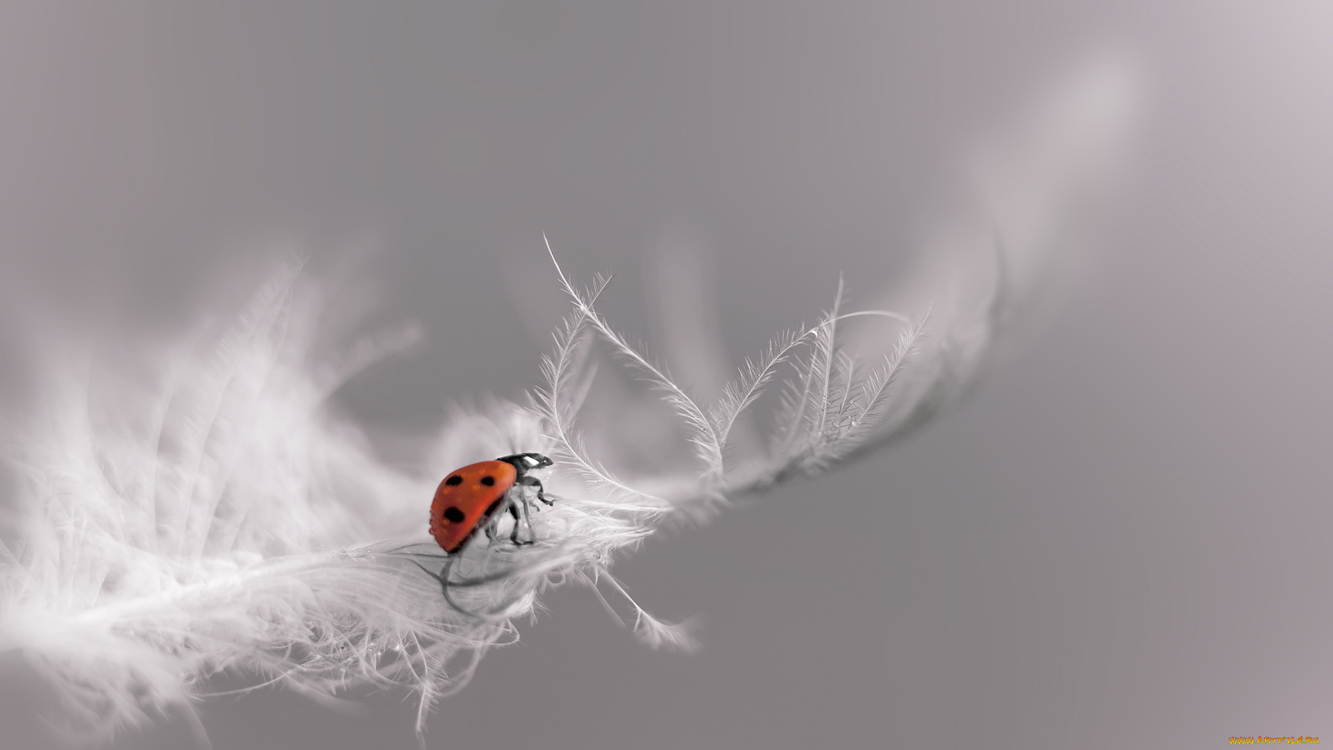 животные, божьи, коровки, божья, коровка, перышко