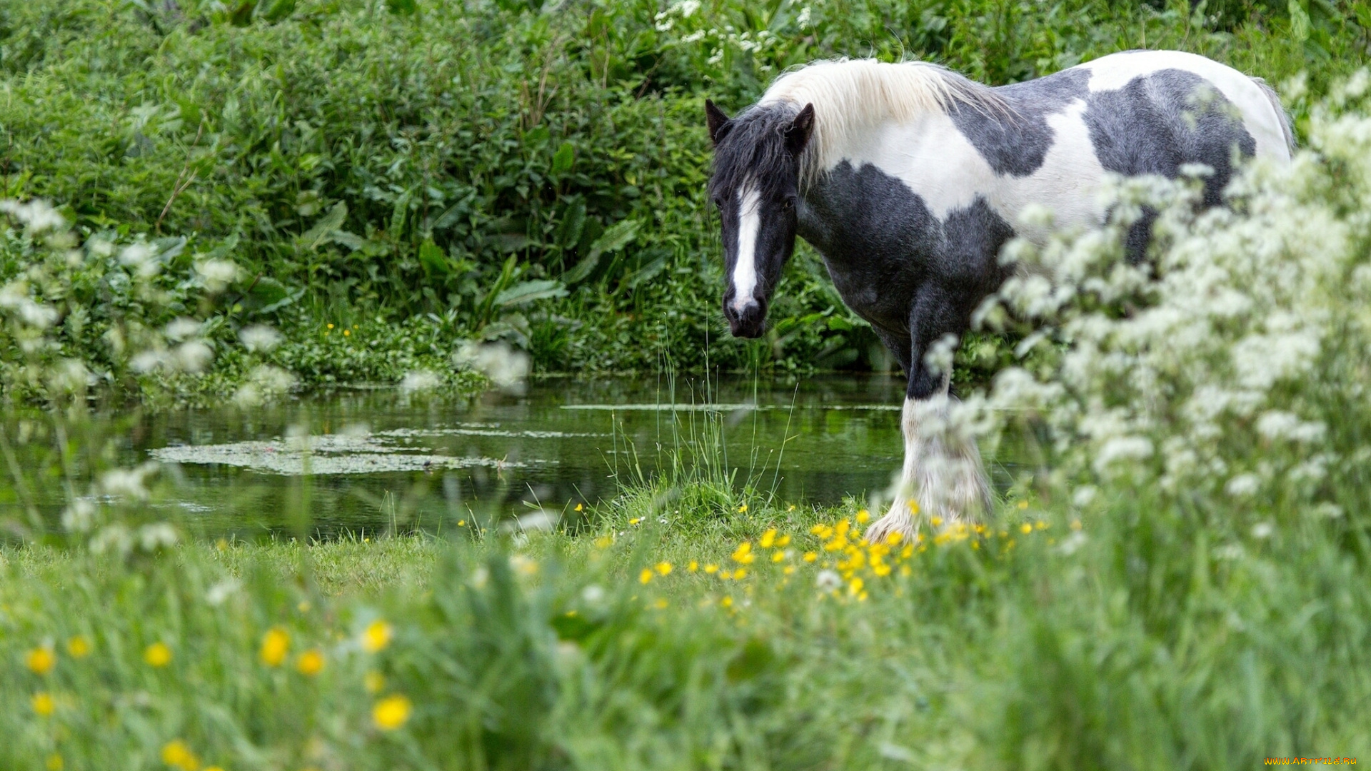 животные, лошади, трава, лошадь, вода
