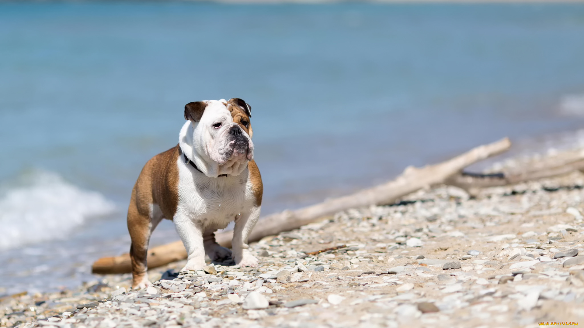 животные, собаки, английский, бульдог
