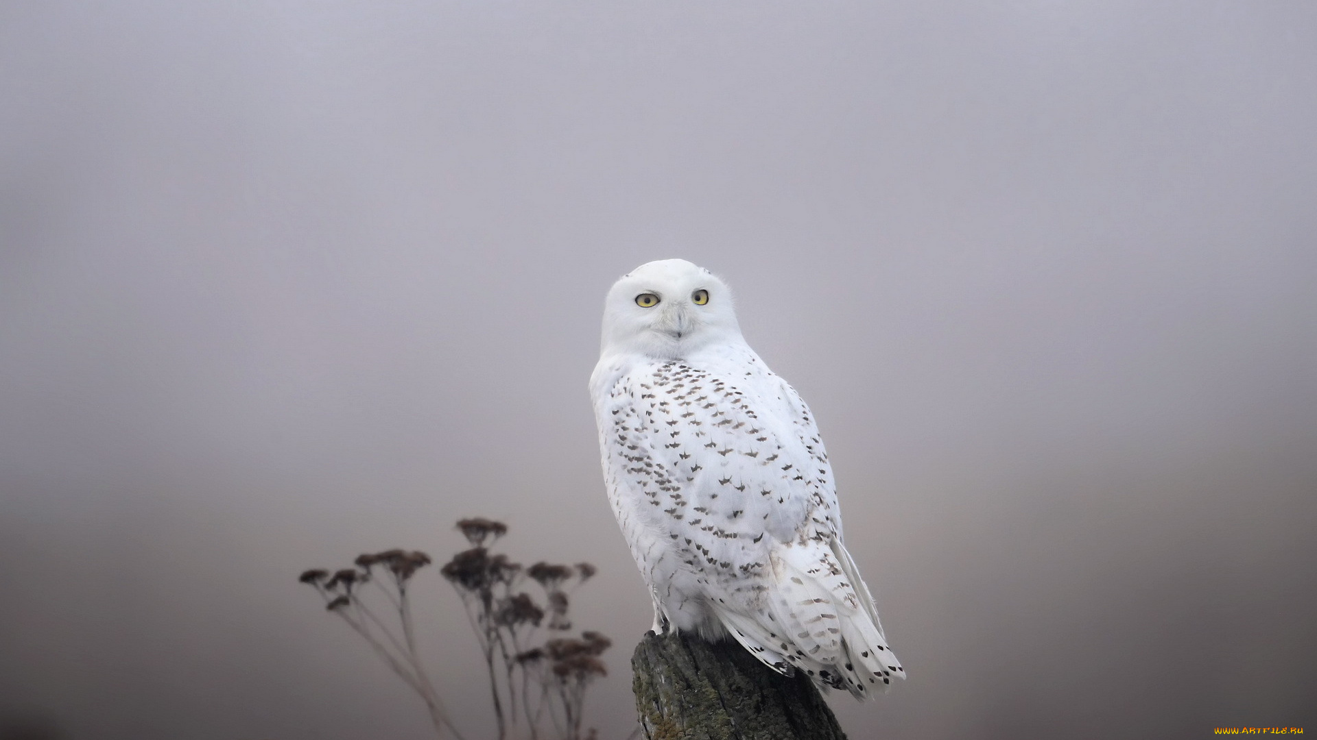 животные, совы, snowy, owl, fog, птица