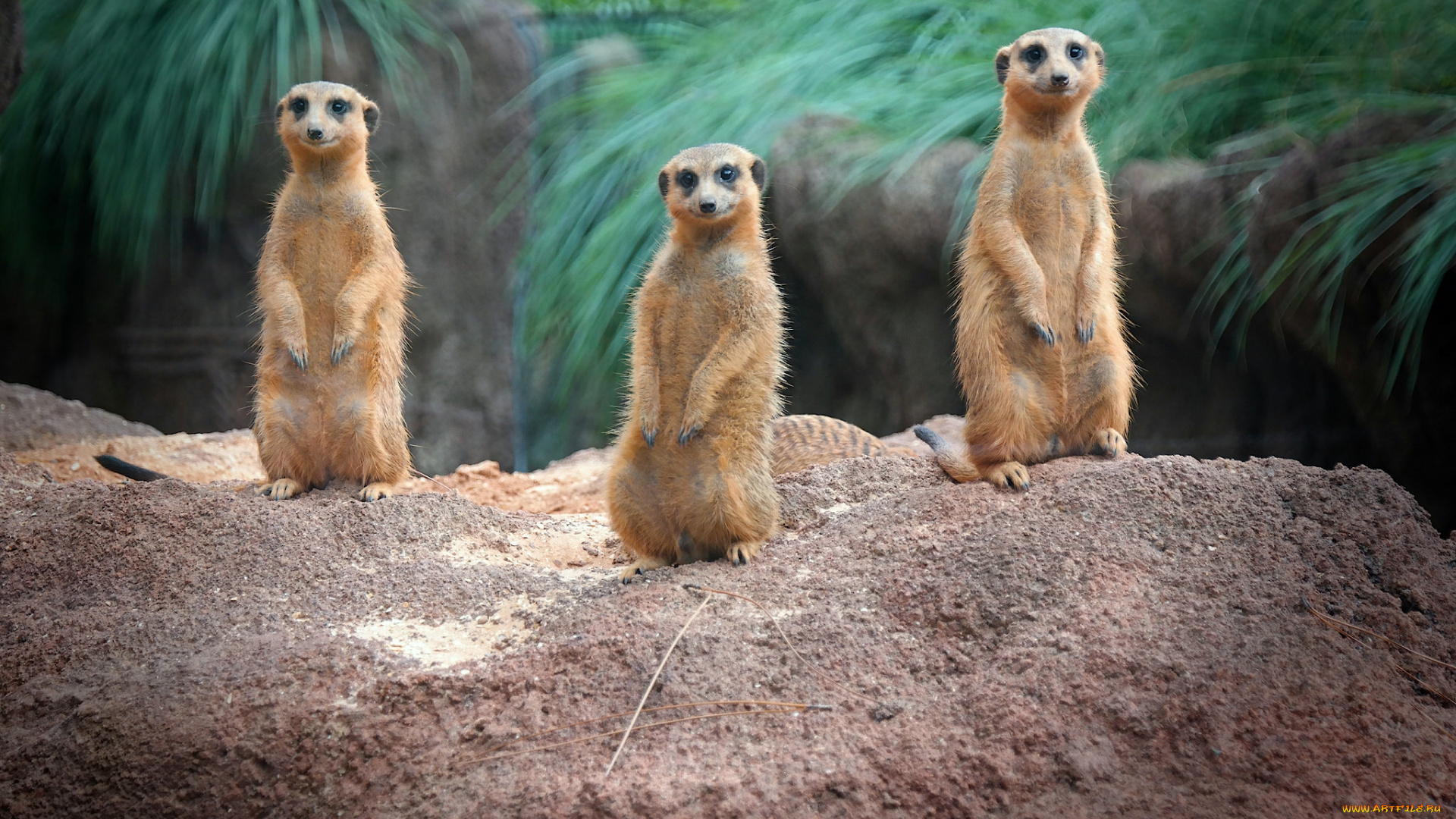 животные, сурикаты, стойка, трио
