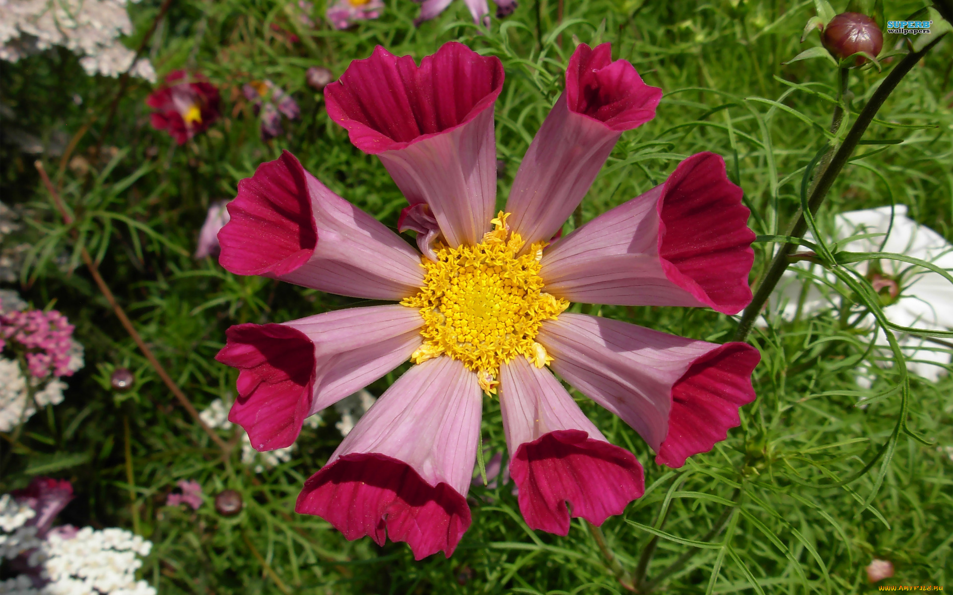 цветы, космея, бутон