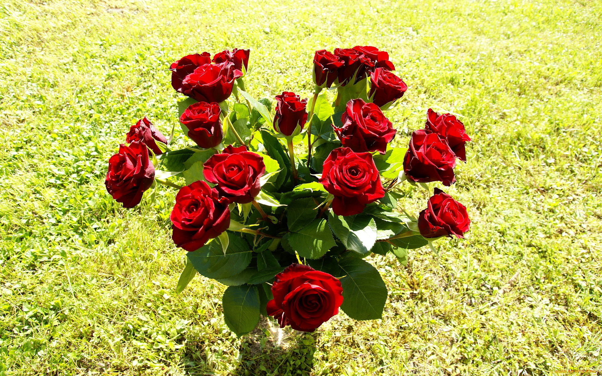 цветы, розы