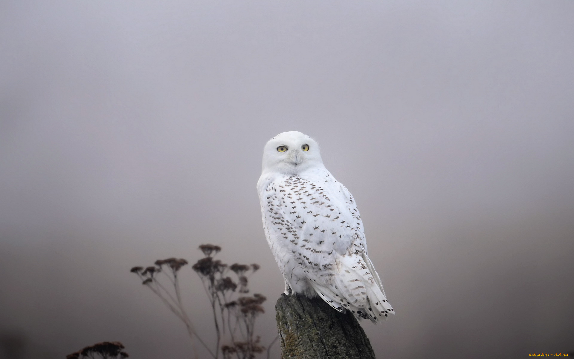 животные, совы, snowy, owl, fog, птица