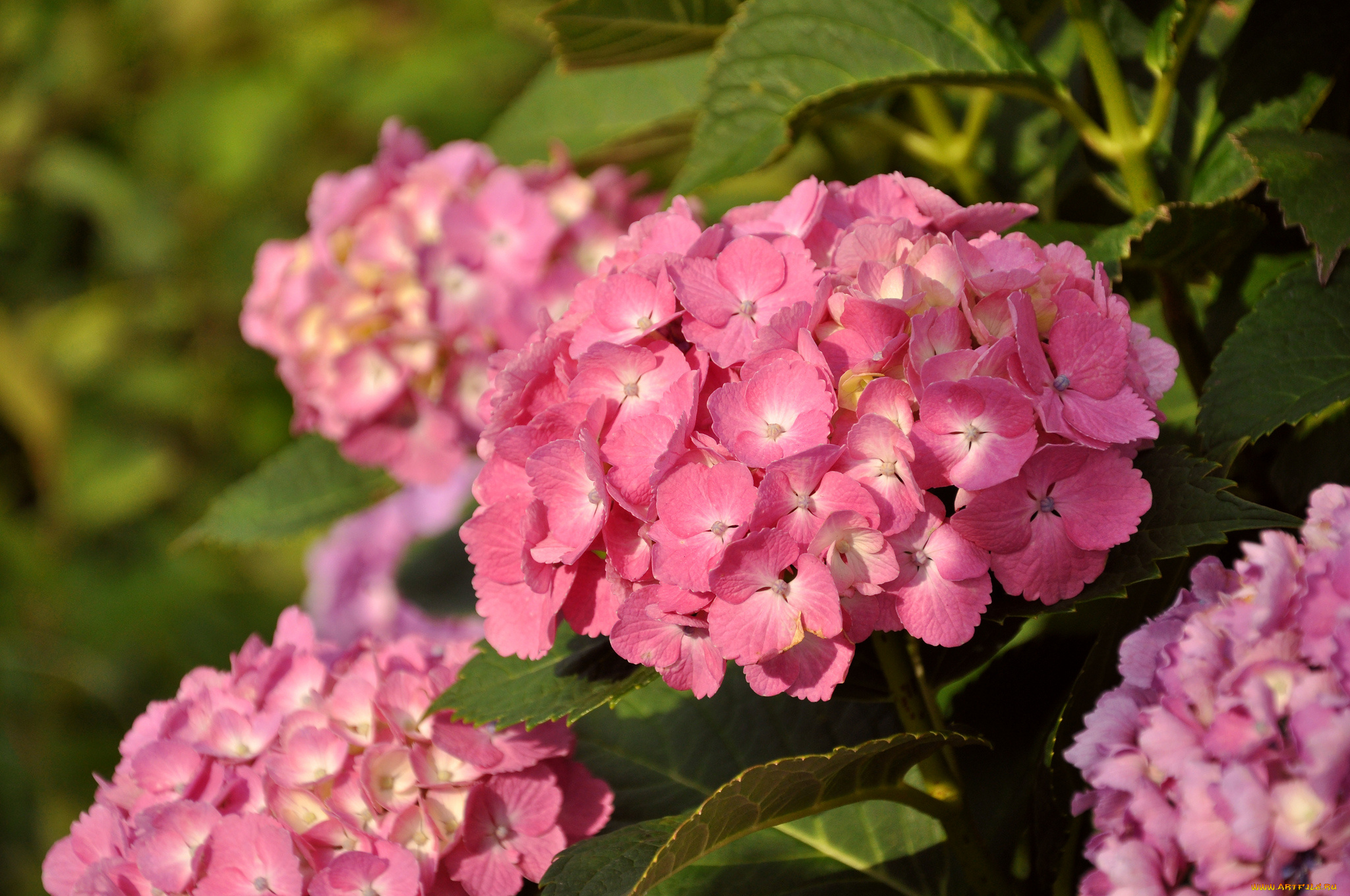 цветы, гортензия, природа