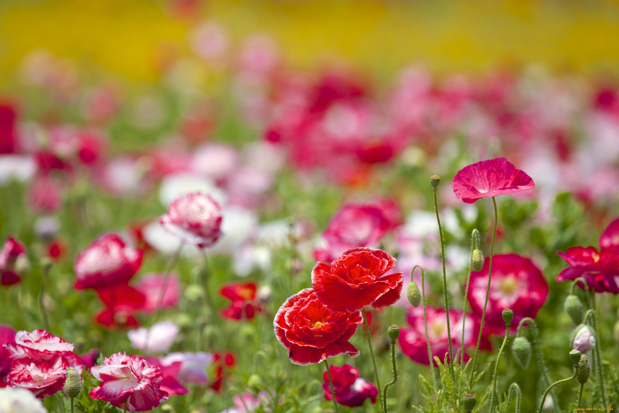 цветы, маки, луг