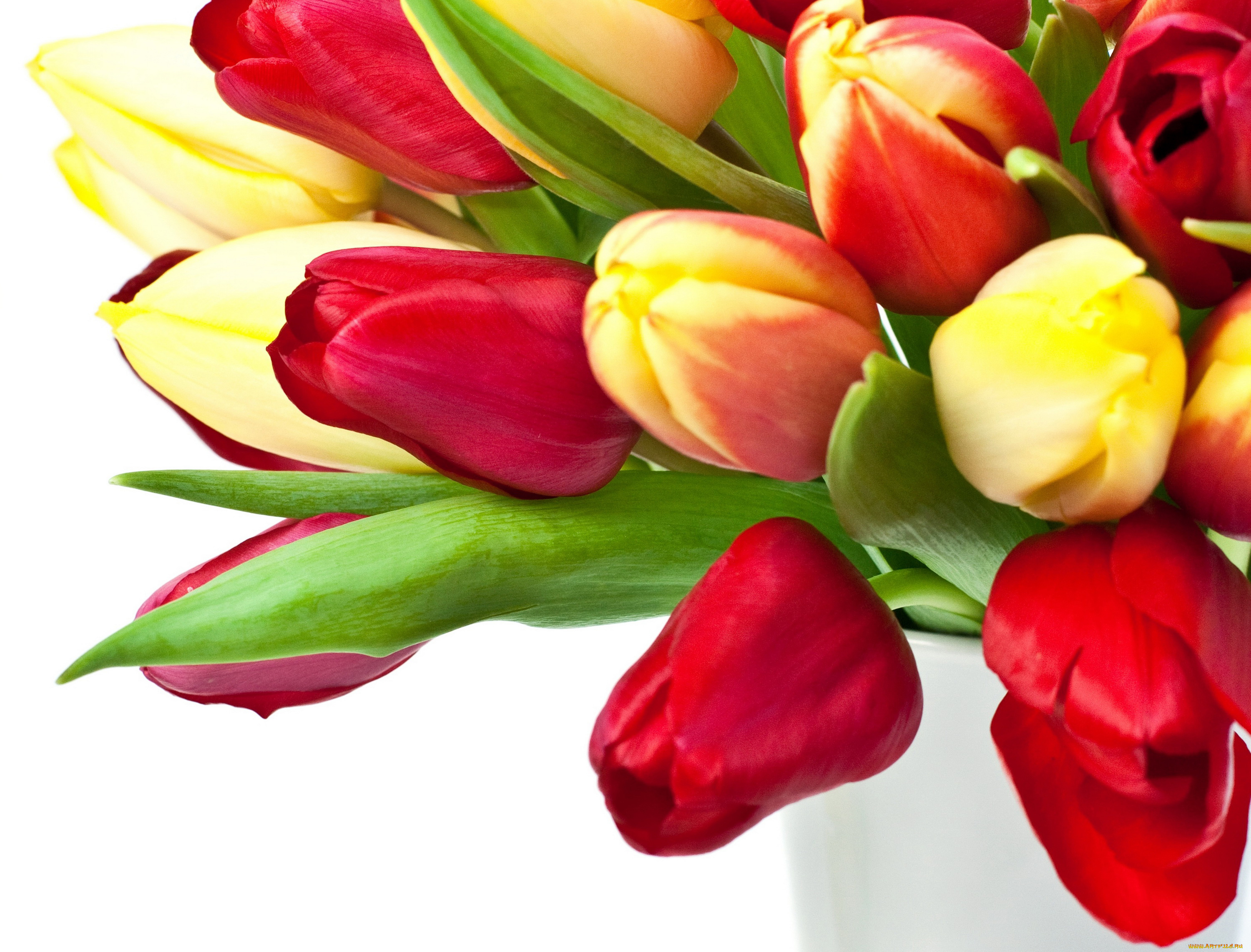 цветы, тюльпаны, много