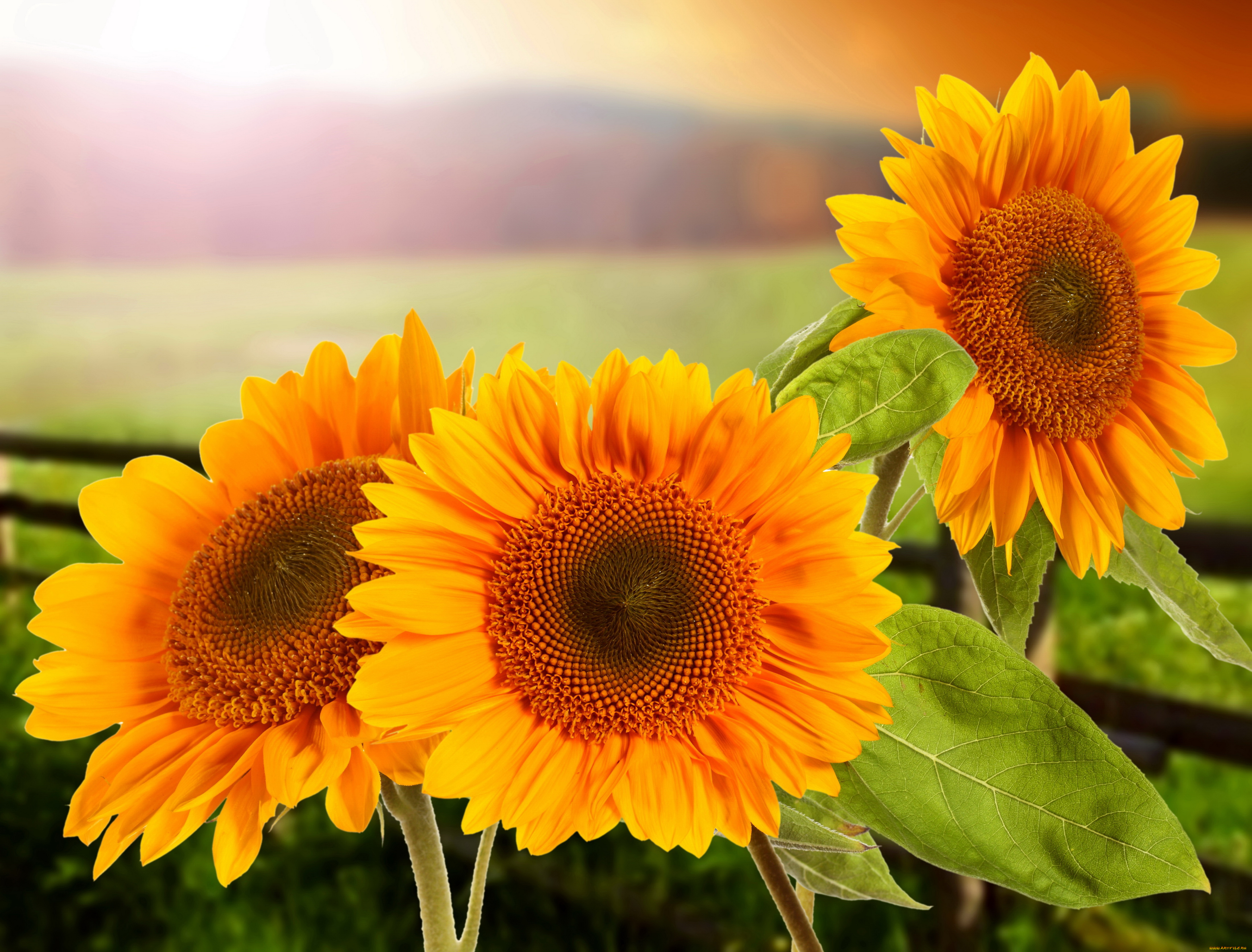 цветы, подсолнухи, крупный, план, три