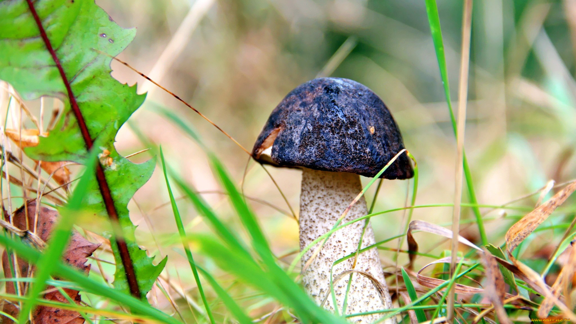 природа, грибы, подберезовик