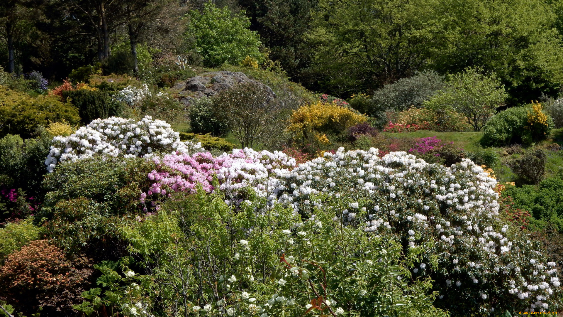 природа, парк, рододендрон, весна