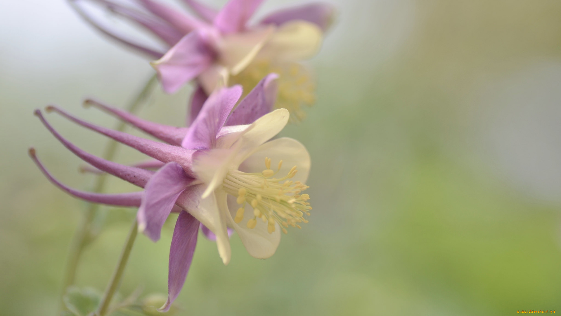 цветы, аквилегия, , водосбор, макро