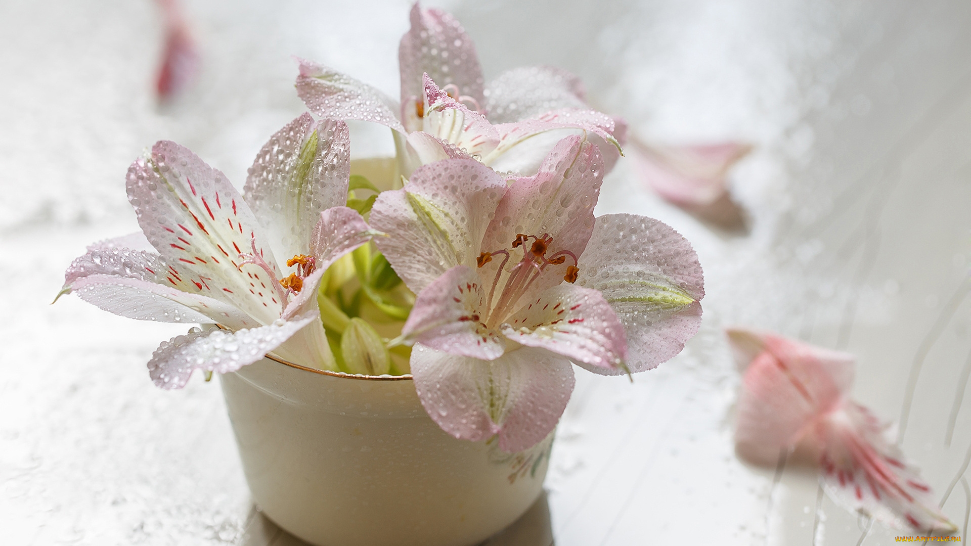 цветы, альстромерия, ваза, капли, бутоны