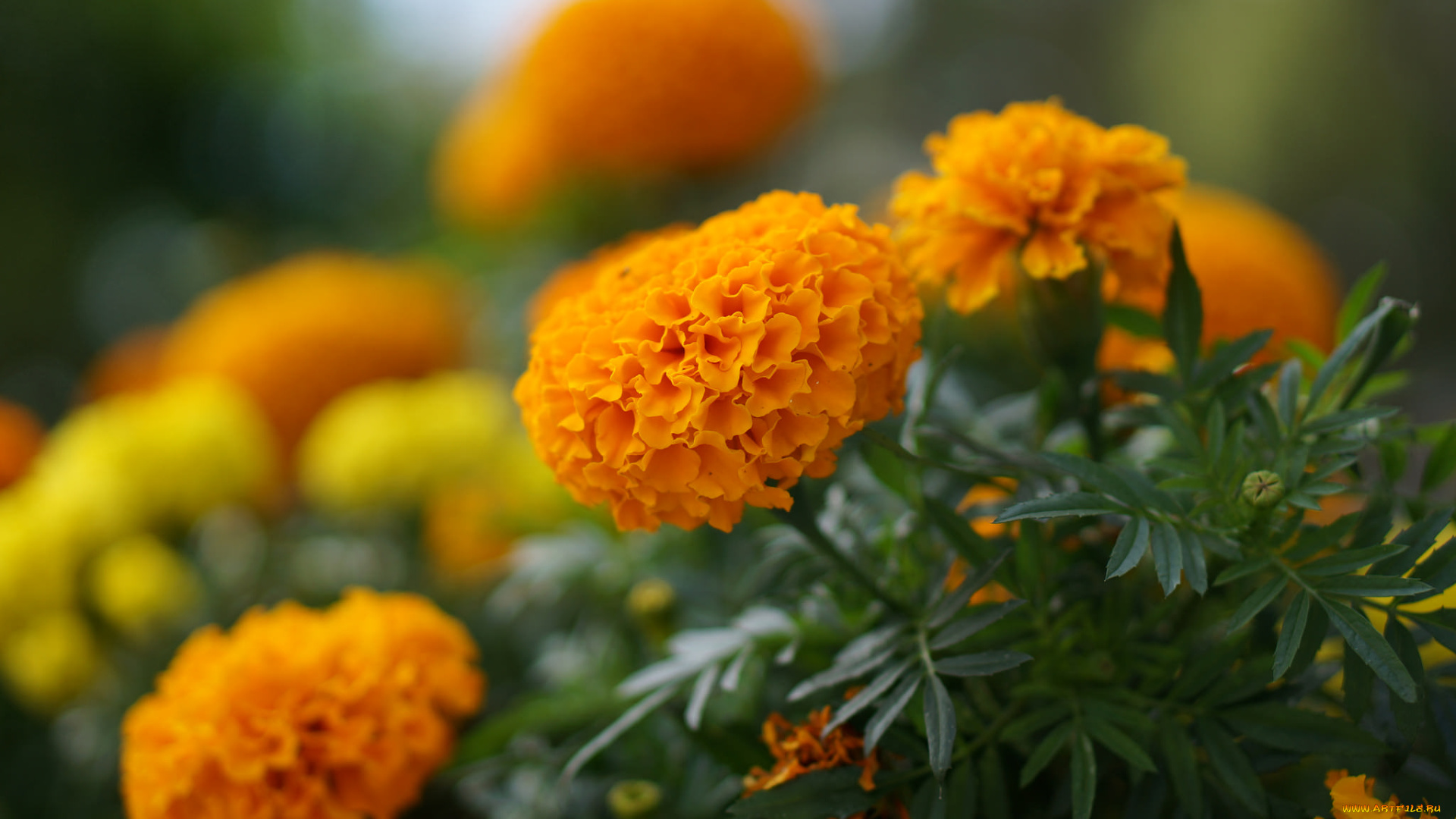 цветы, бархатцы