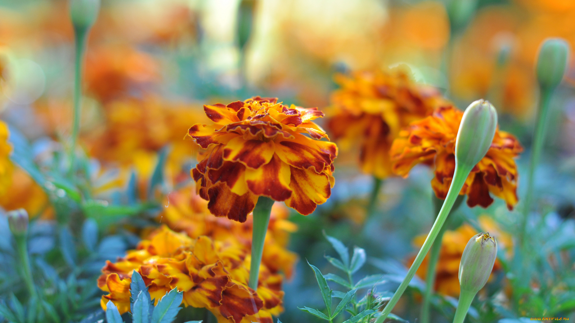 цветы, бархатцы, bushes, flowering, orange, yellow, цветение, кустики, желтые, marigold