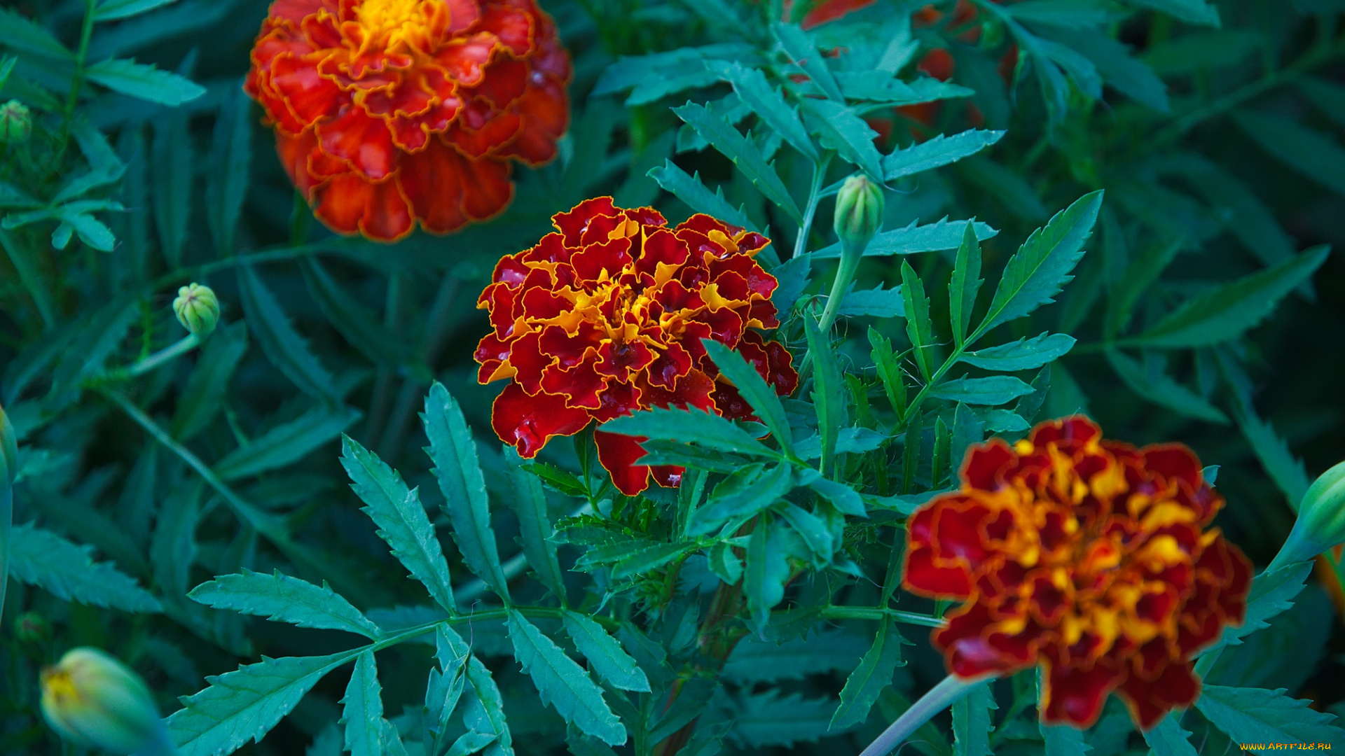 цветы, бархатцы, flowering, orange, yellow, цветение, кустики, желтые, marigold, bushes