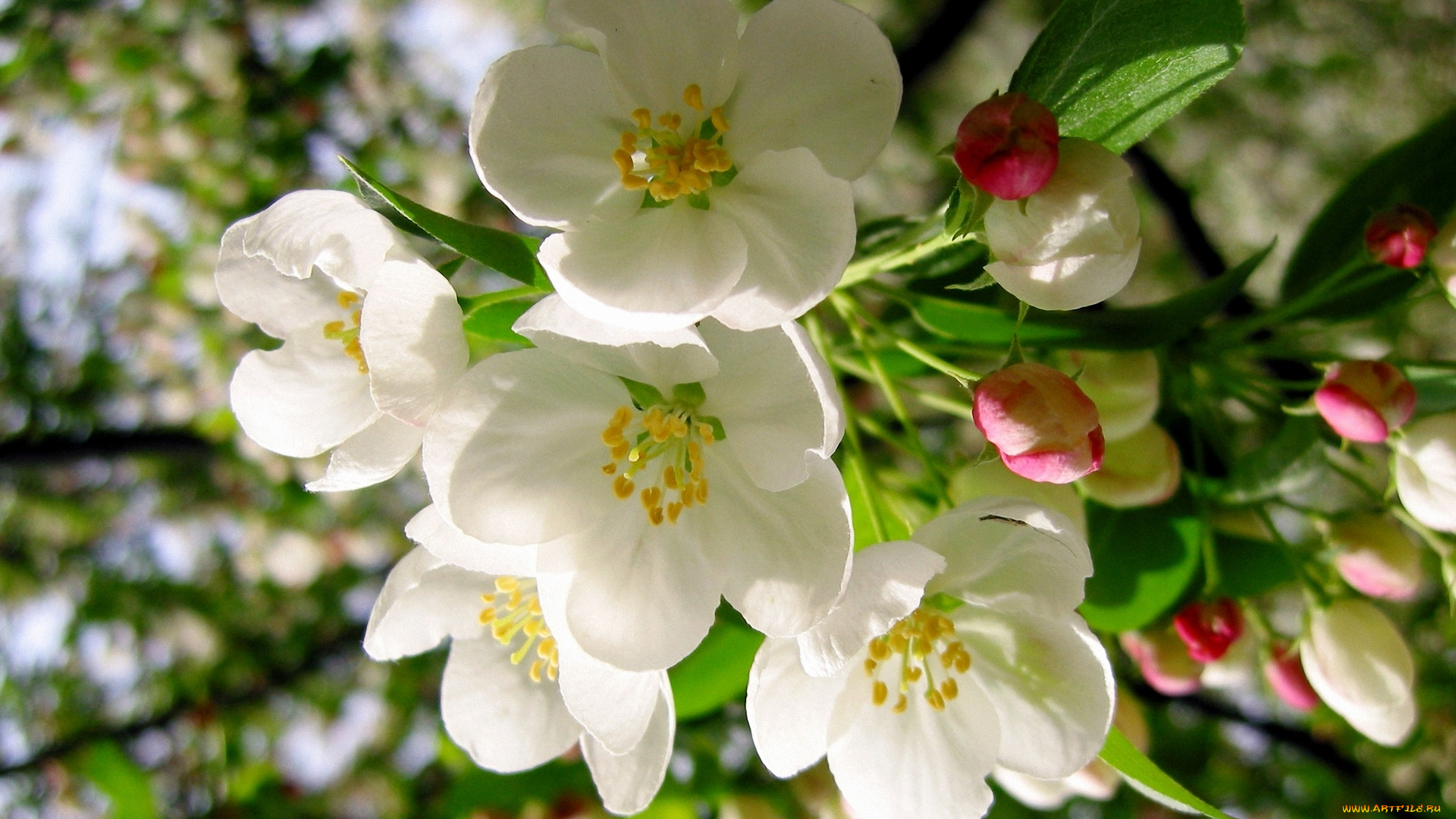 цветы, цветущие, деревья, , , кустарники, нежные, цветение, бутоны, apple, tree, макро, ветка, яблоня