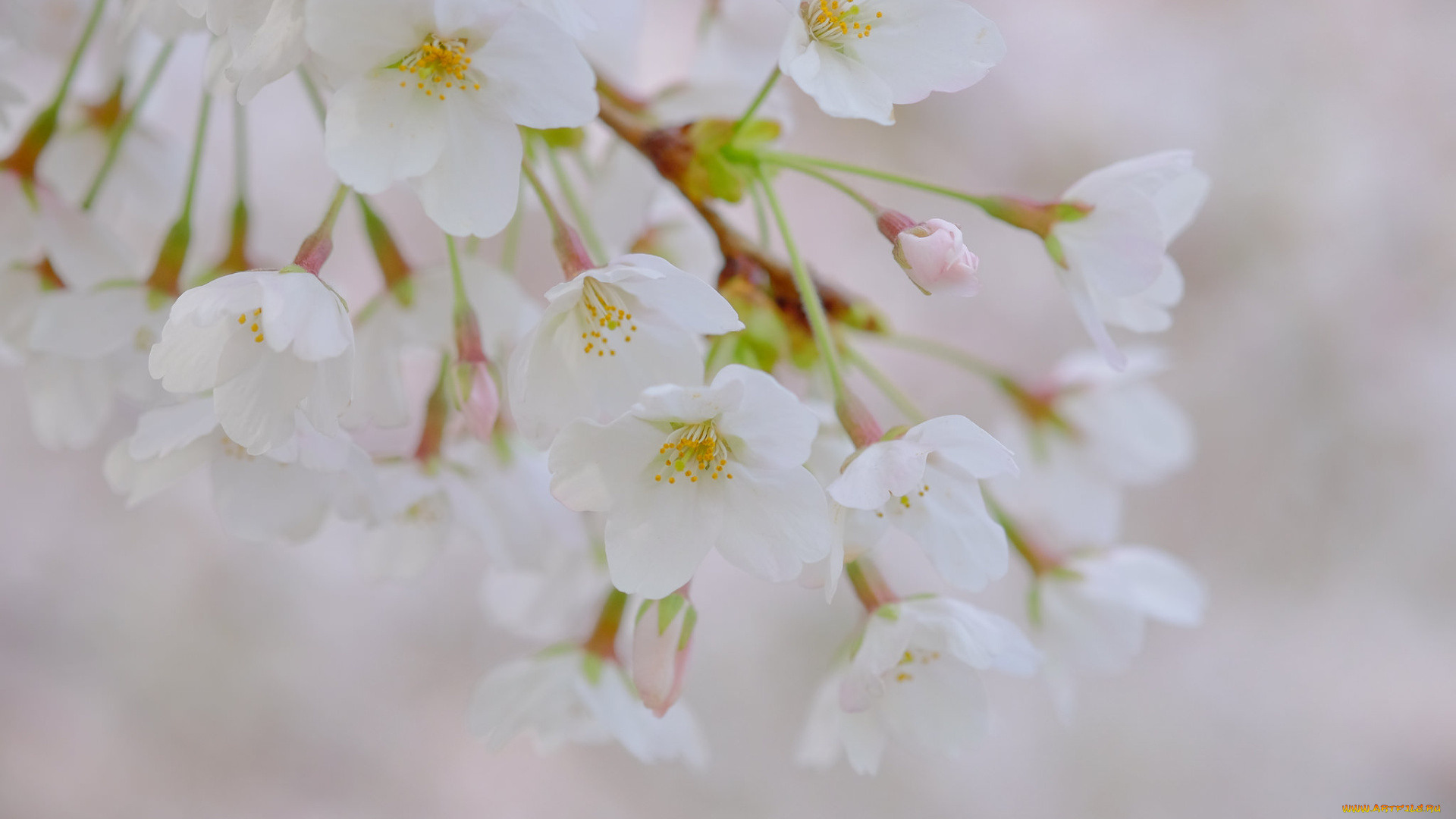 цветы, цветущие, деревья, , , кустарники, ветка, листья, цветок, камелия, розовая, цветение, нежность