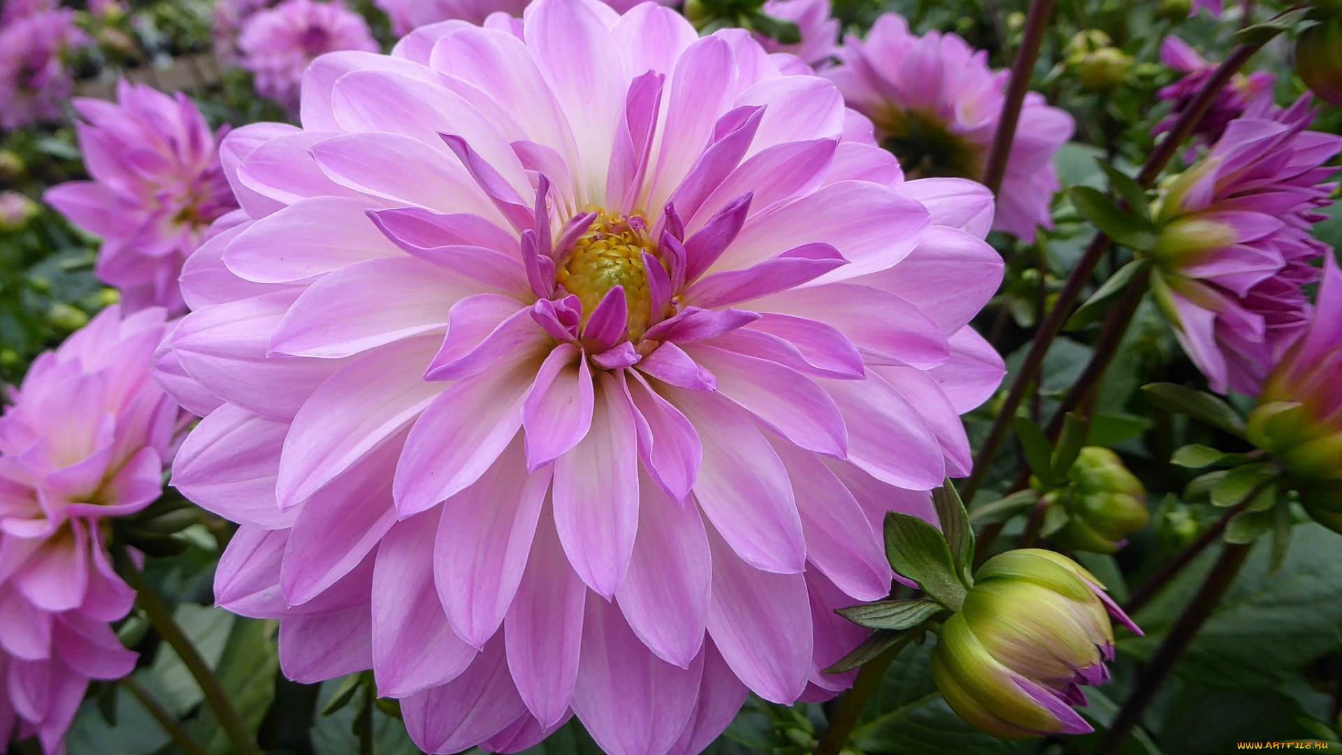 цветы, георгины, цветение, розовый, хризантемы