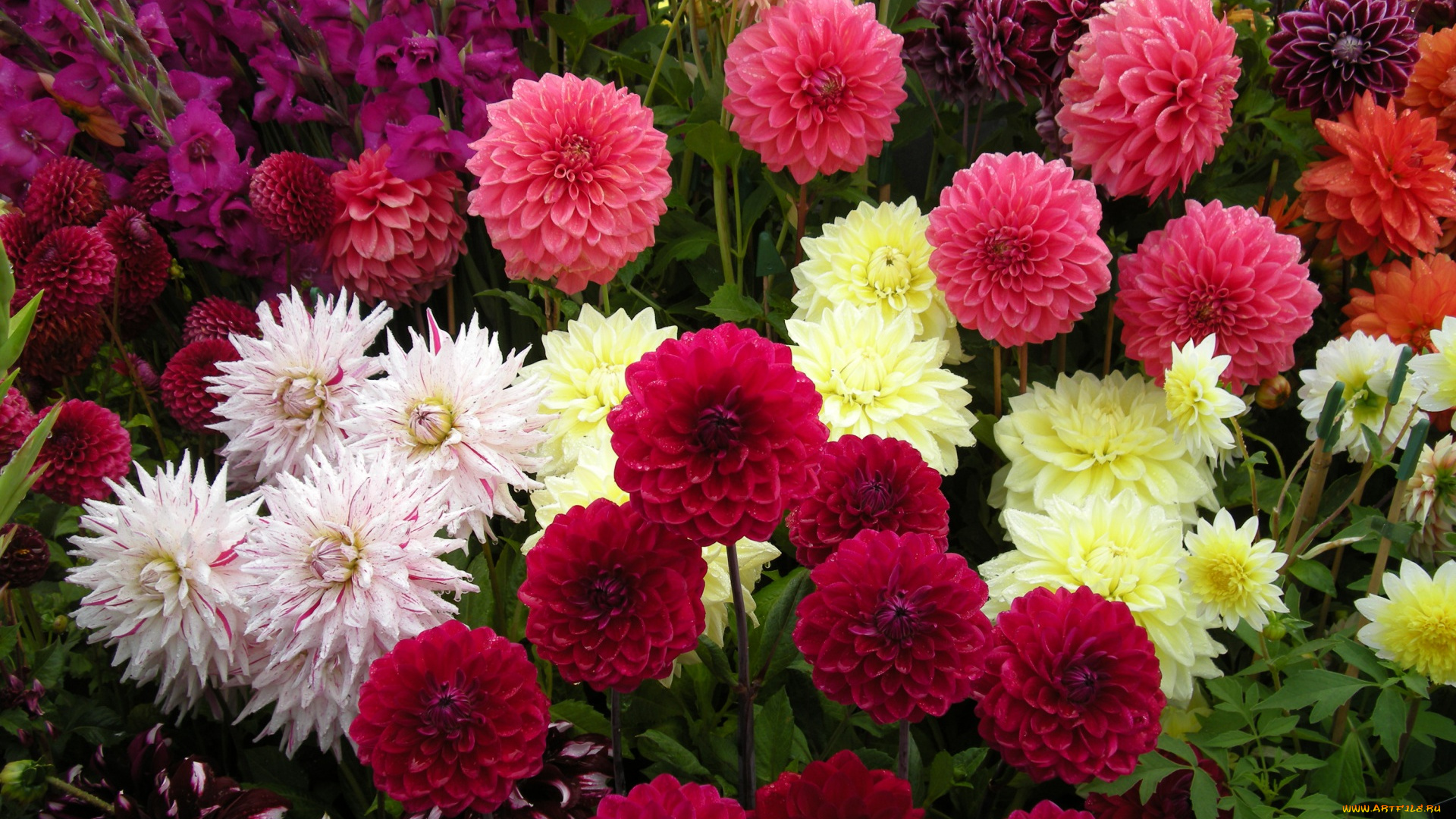 цветы, георгины, цветок