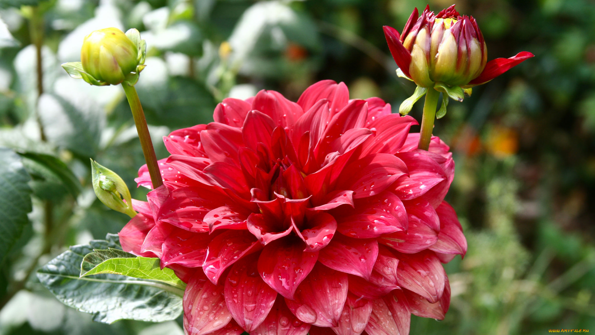 цветы, георгины, георгин, цветение, бутоны, лепестки