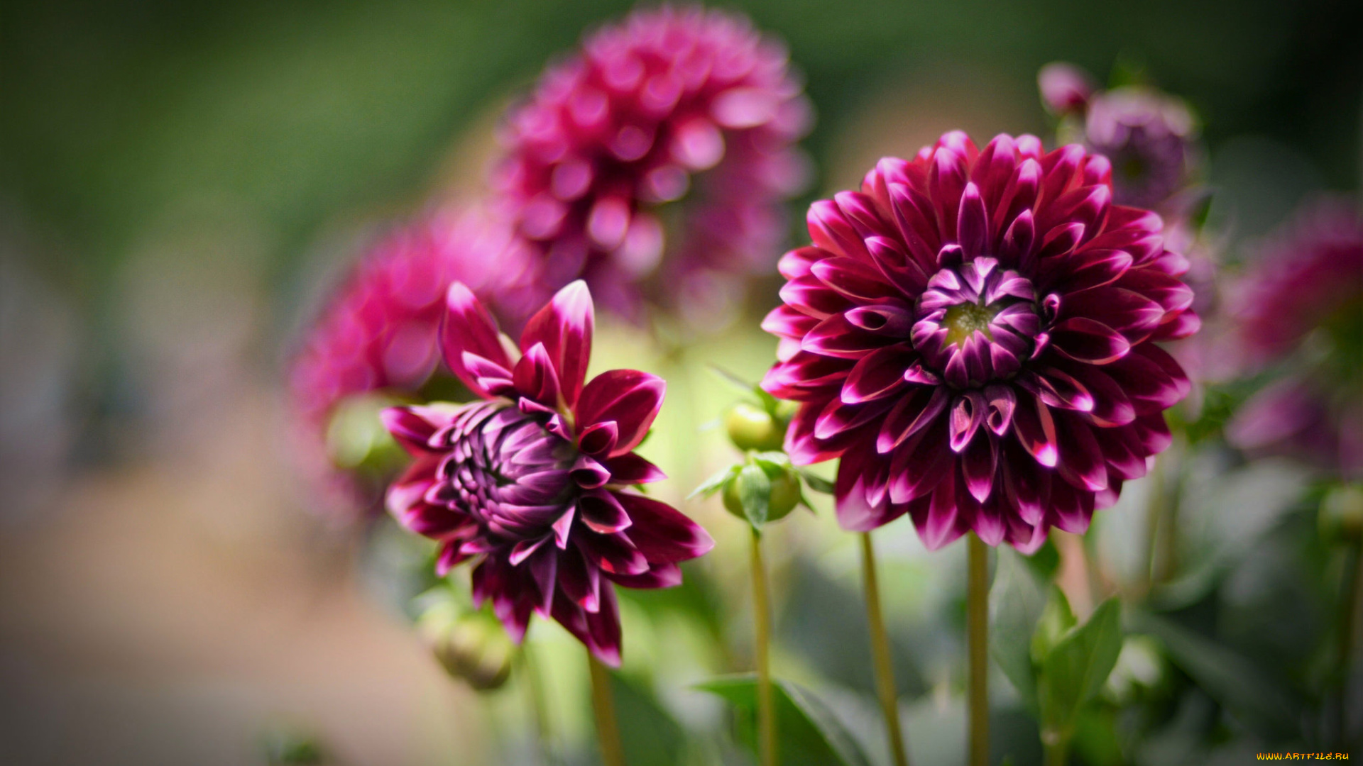 цветы, георгины, георгин, цветение, бутоны, лепестки