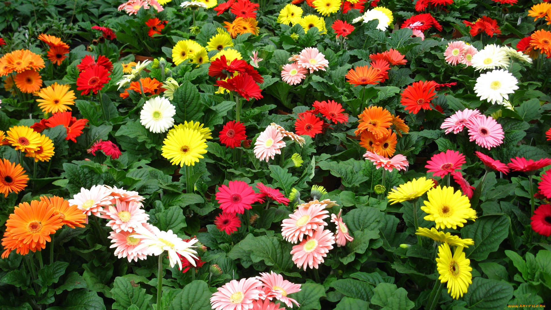 цветы, герберы, цветок