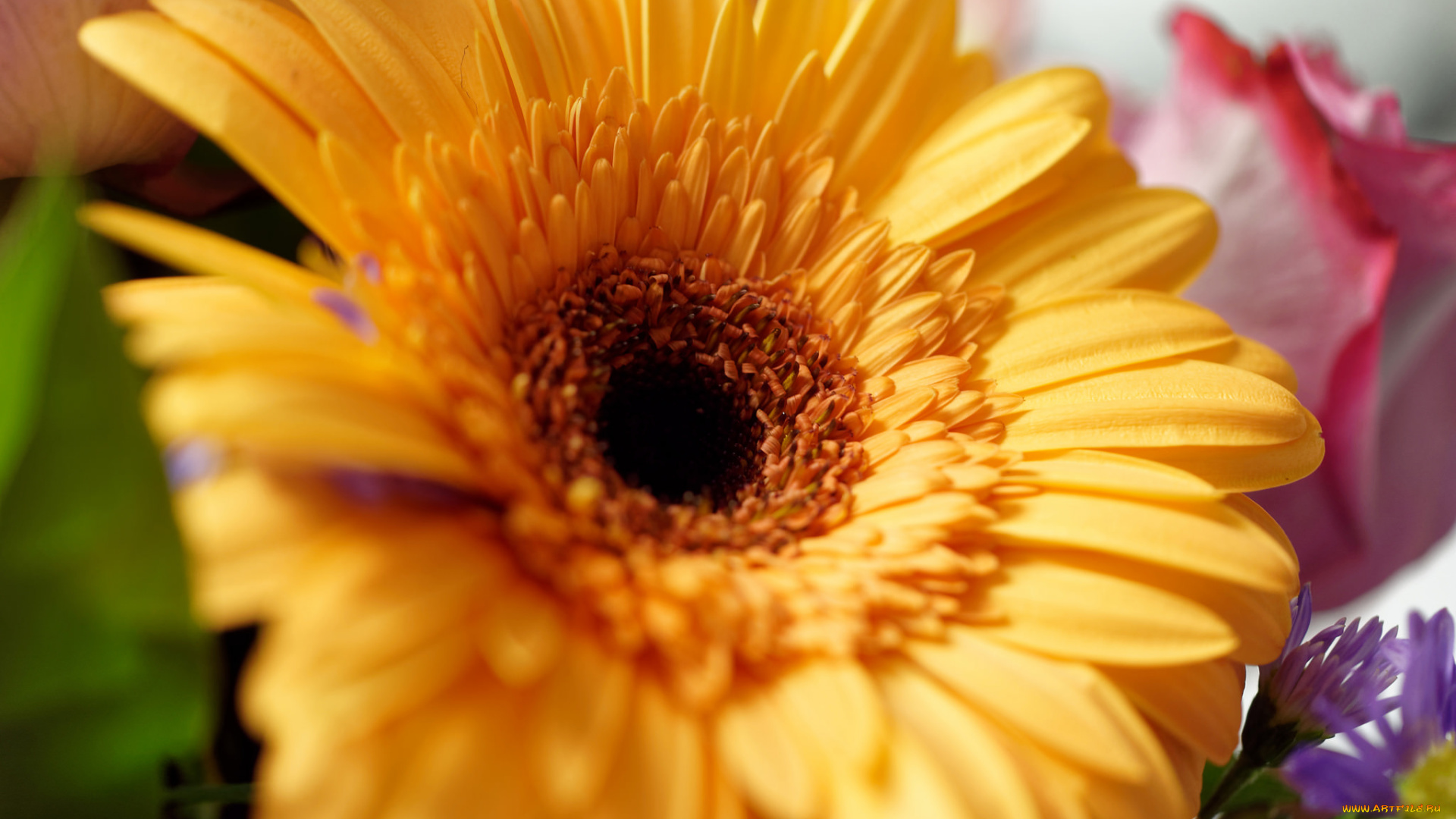 цветы, герберы, клумба, сад, капли, вода, роса, макро, лепестки, гербера