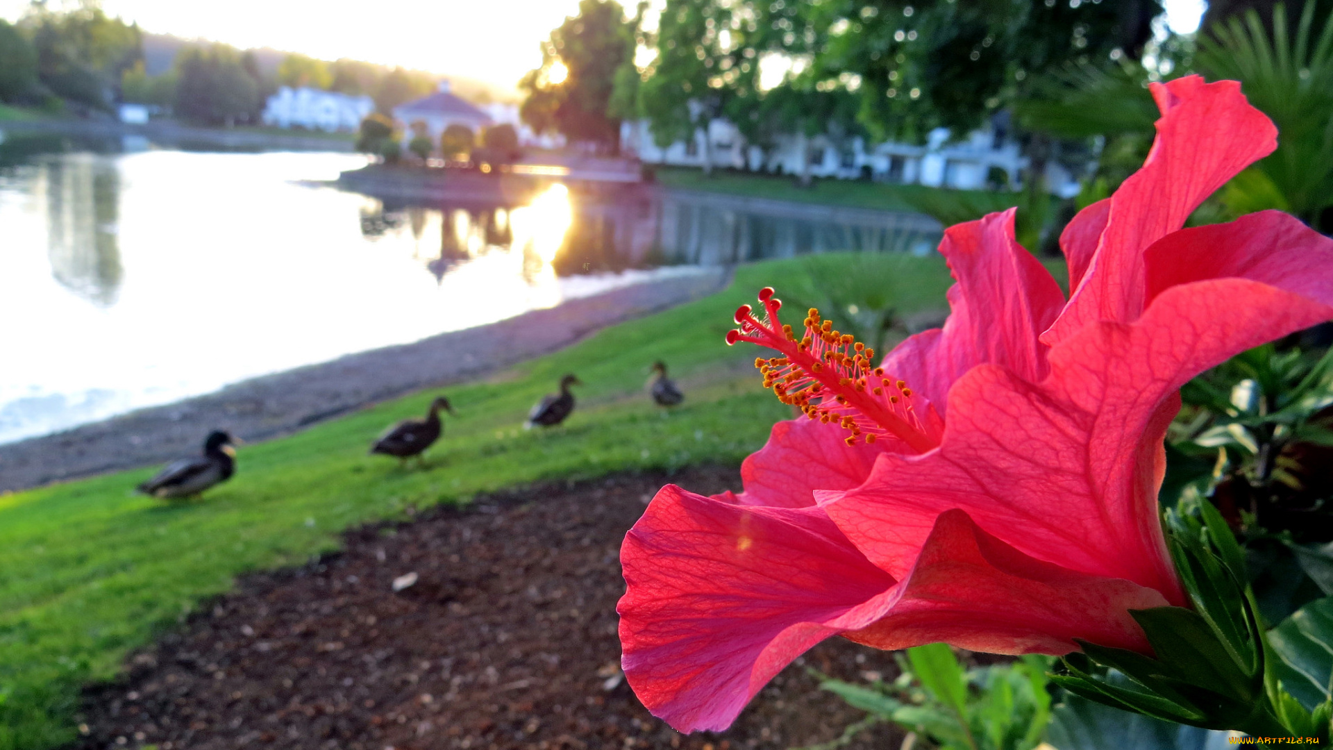 цветы, гибискусы, красный