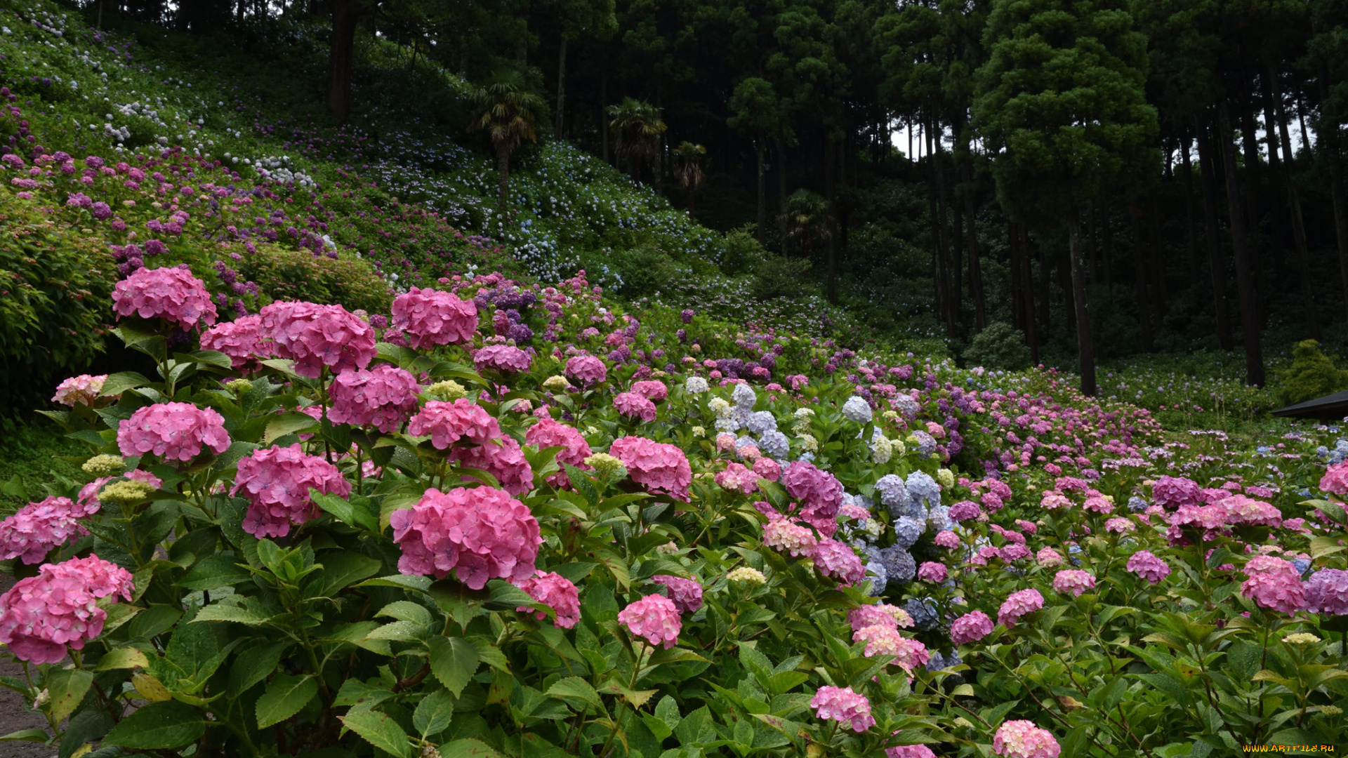цветы, гортензия, splendor, petals, цветки, flowers, blue, hydrangea, пышность, лепестки, голубая