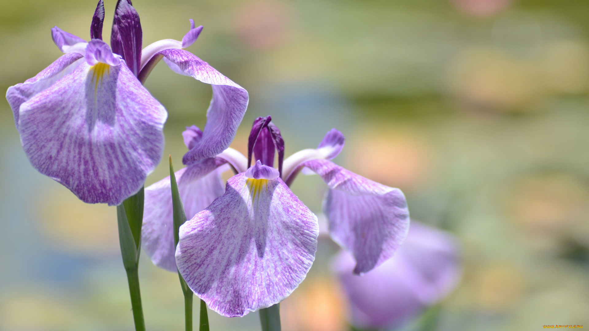 цветы, ирисы