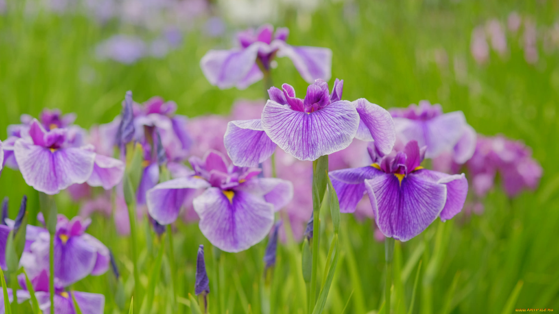 цветы, ирисы, ирис, лепестки, яркость, цветение