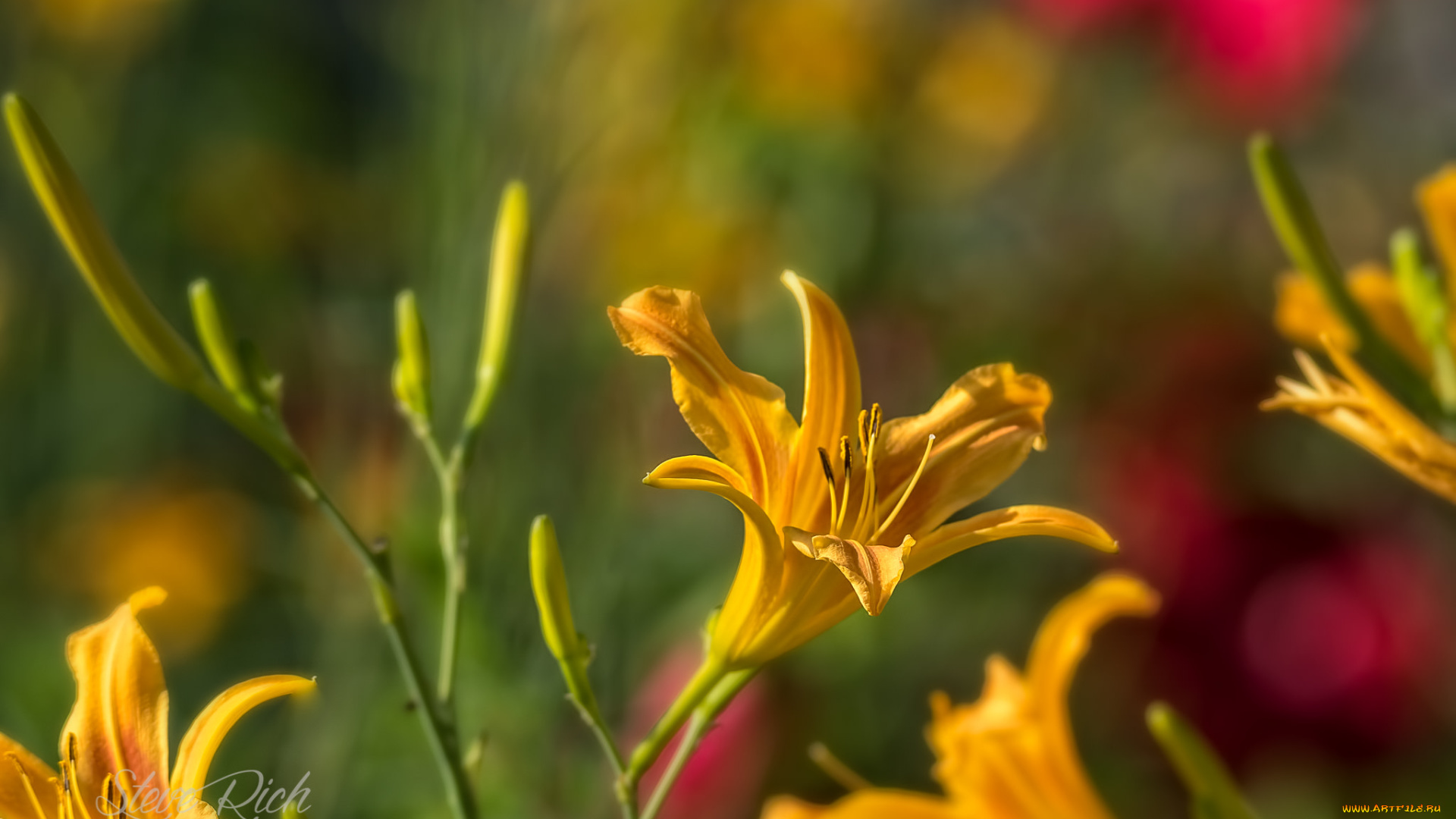 цветы, лилии, , лилейники, bloom, petals, lily, лепестки, цветение