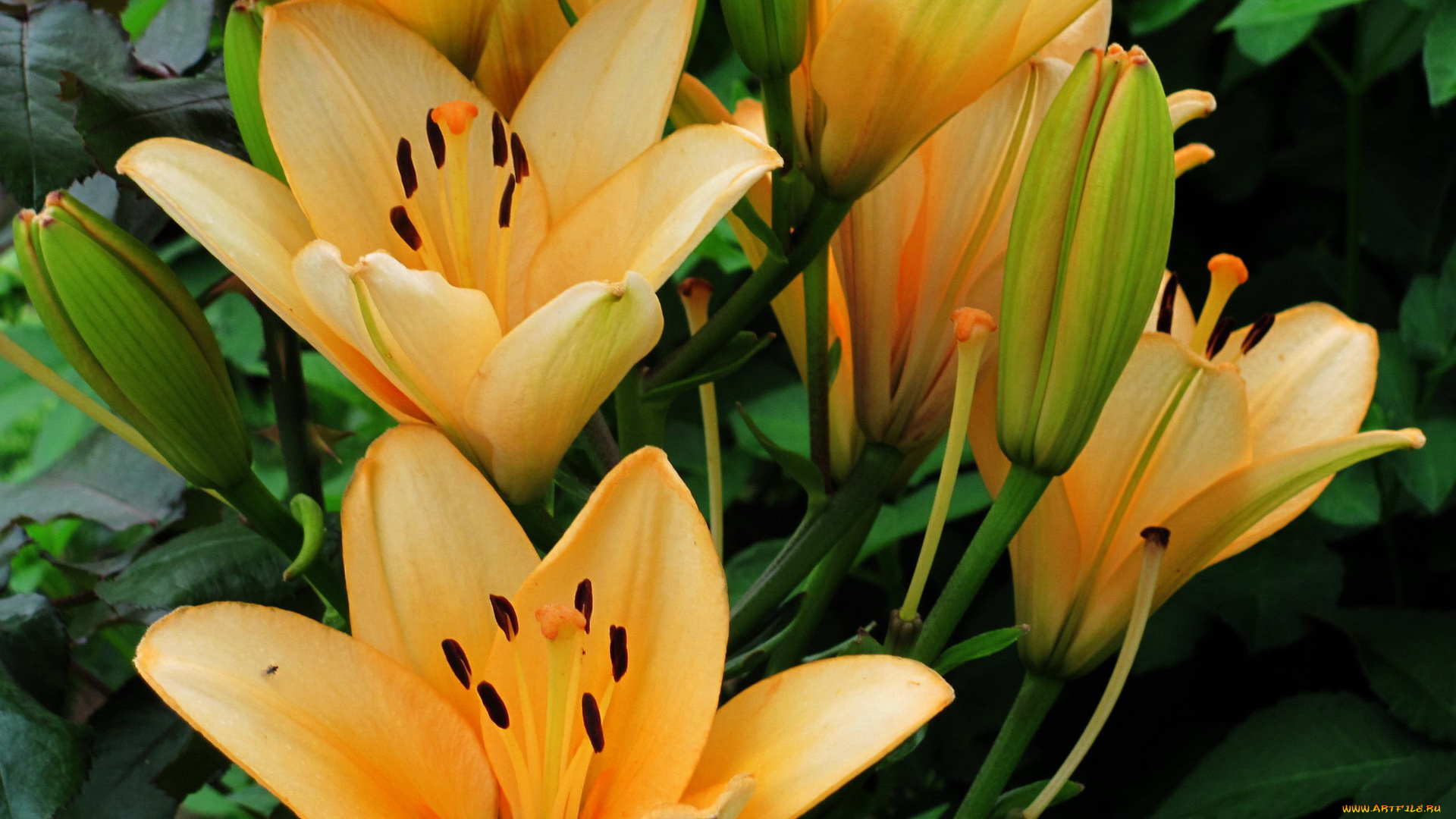 цветы, лилии, , лилейники, персиковый