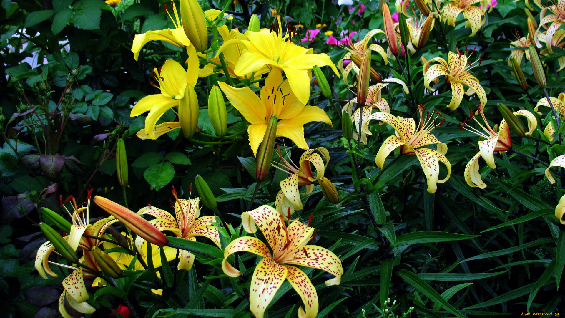 цветы, лилии, , лилейники, пестрый, желтый
