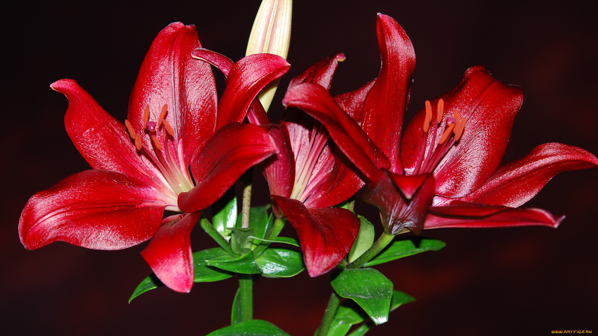 цветы, лилии, , лилейники, petals, bloom, lily, лепестки, цветение