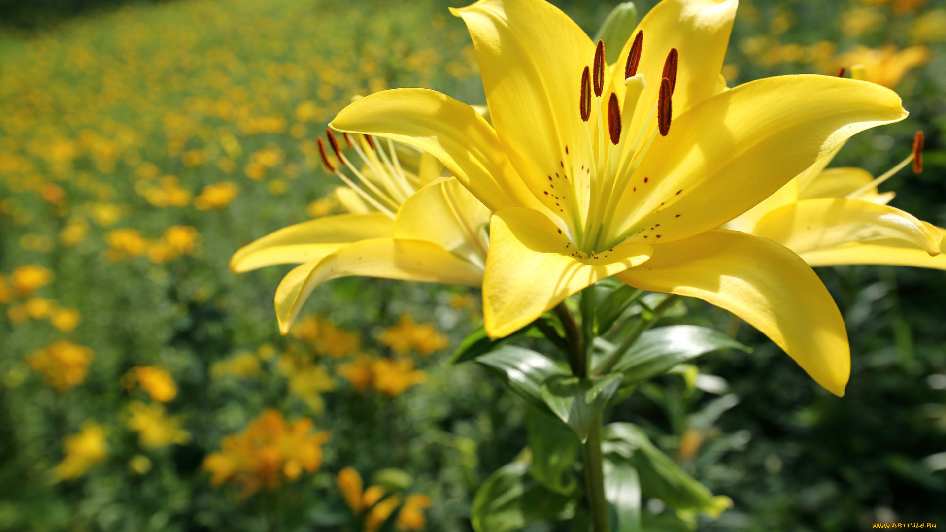 цветы, лилии, , лилейники, petals, lily, bloom, лепестки, цветение