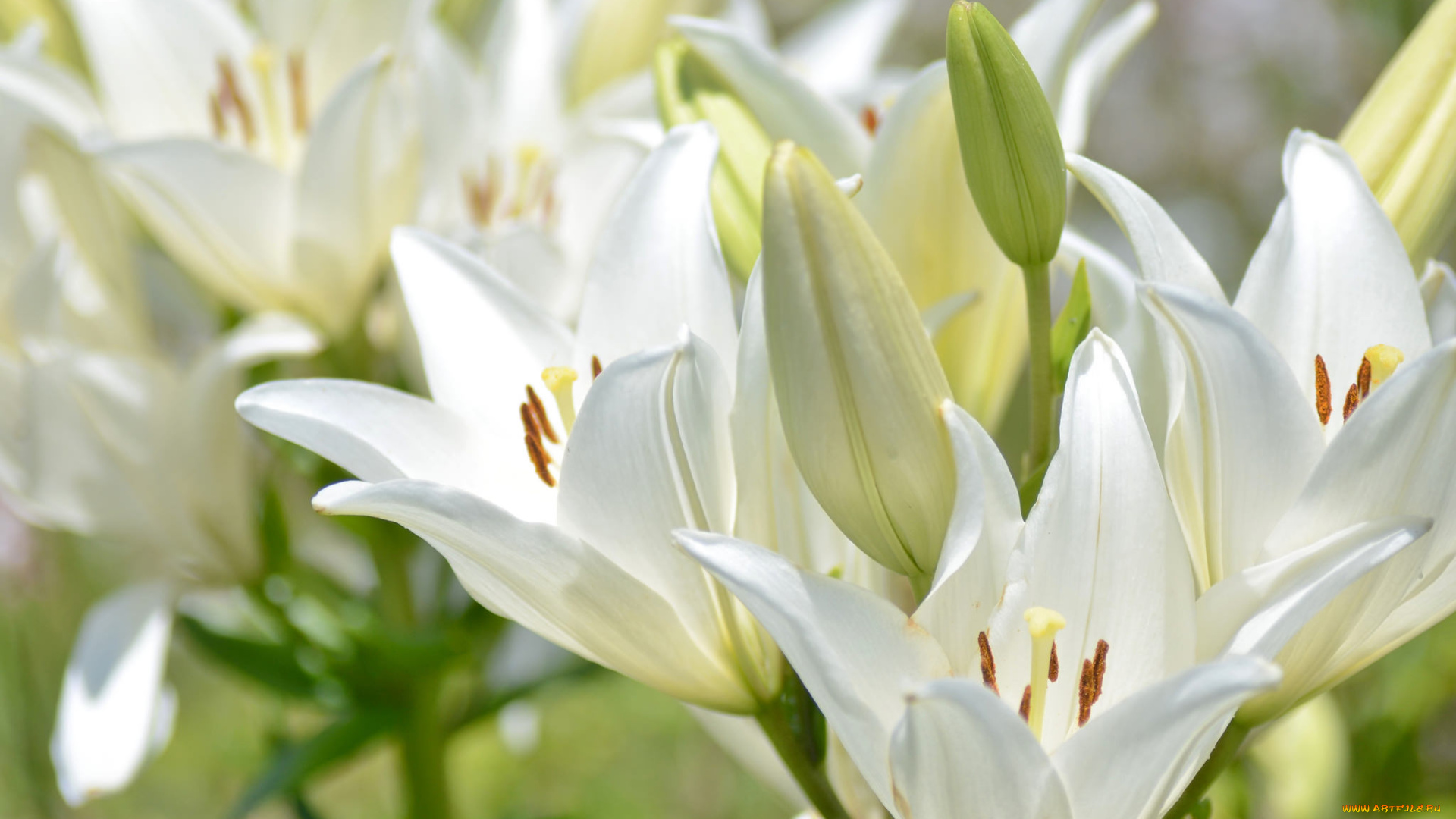 цветы, лилии, водяные, , нимфеи, , кувшинки, лилии