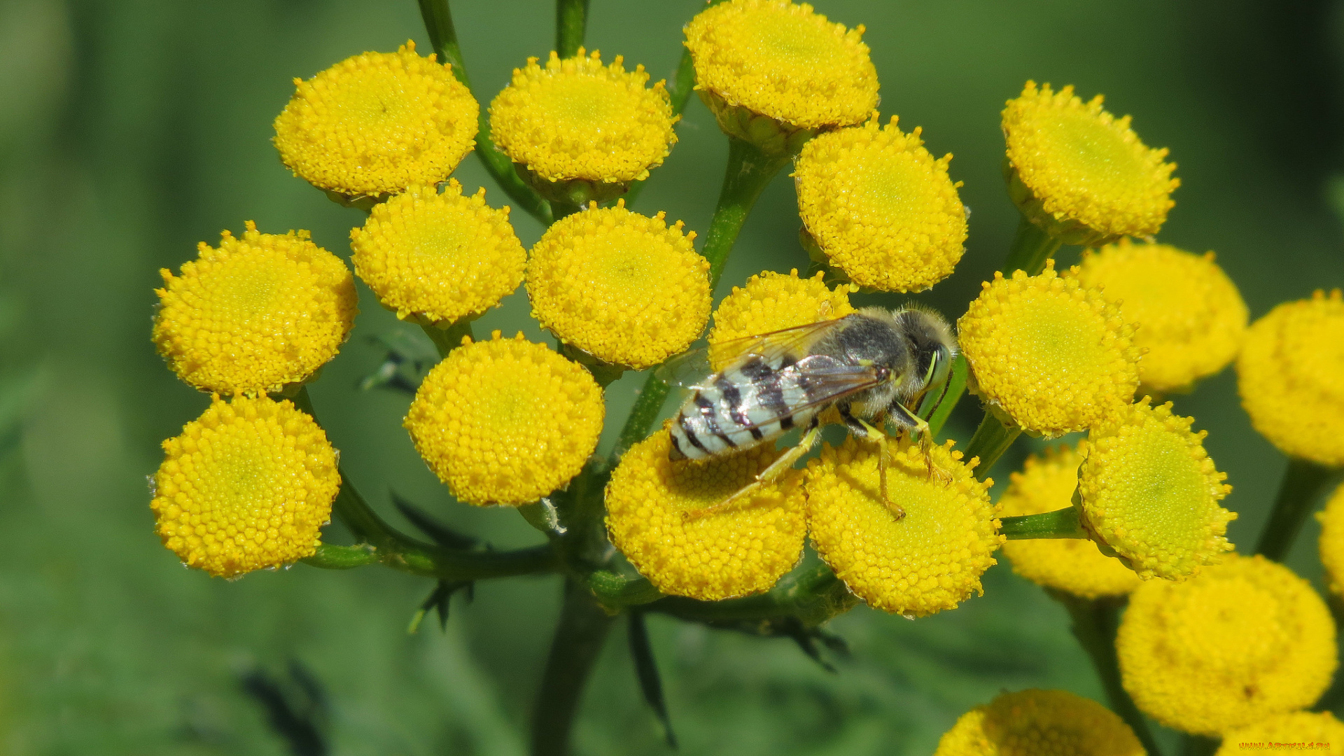 цветы, луговые, , полевые, , цветы, жёлтые
