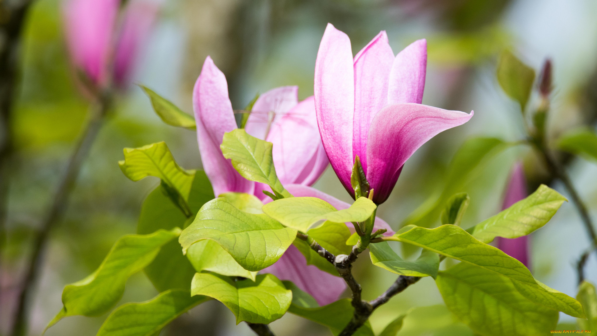 цветы, магнолии, магнолия, цветенеие, листья