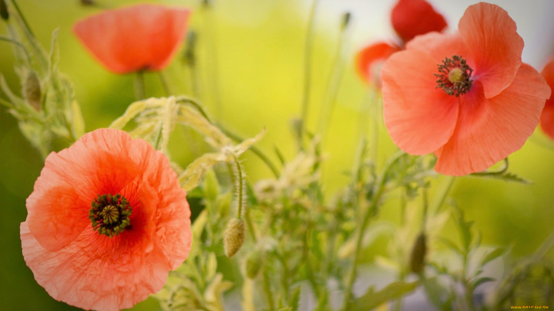 цветы, маки, желтые, белые, оранжевые, лепестки, листики, цветение