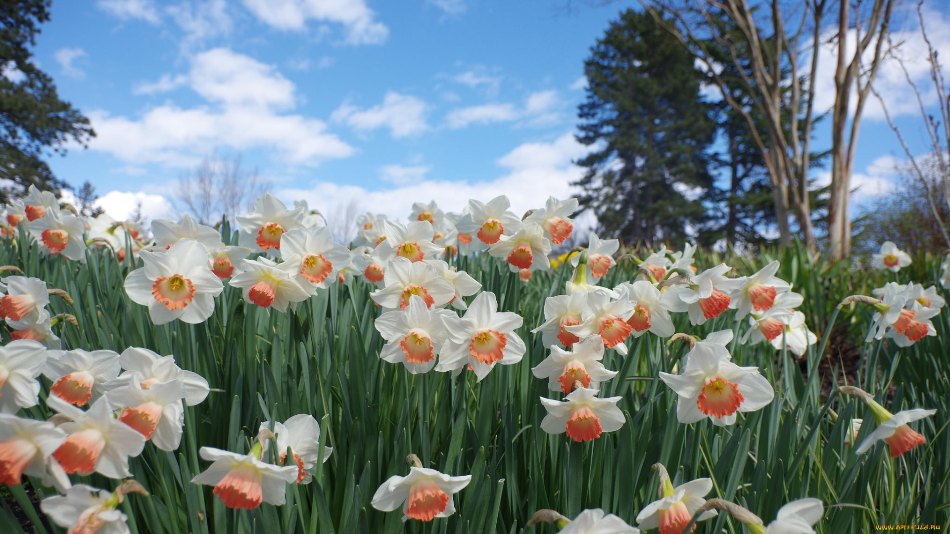 цветы, нарциссы, цветение, лепестки