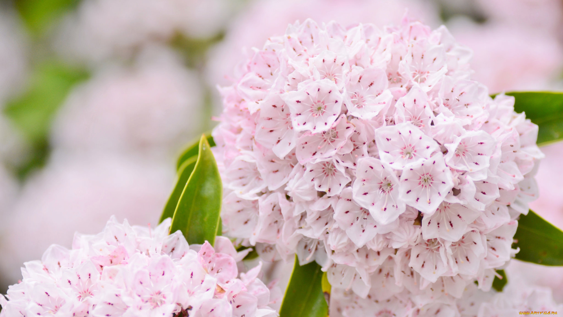 цветы, нежность