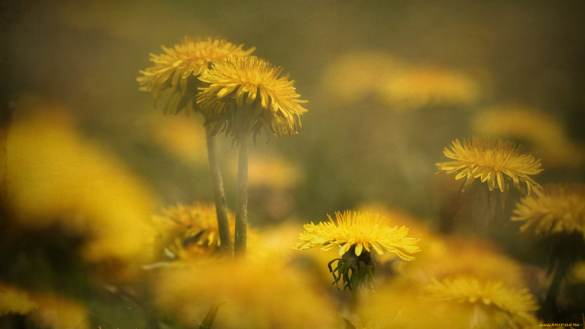 цветы, одуванчики, желтый, цветение, одуванчик